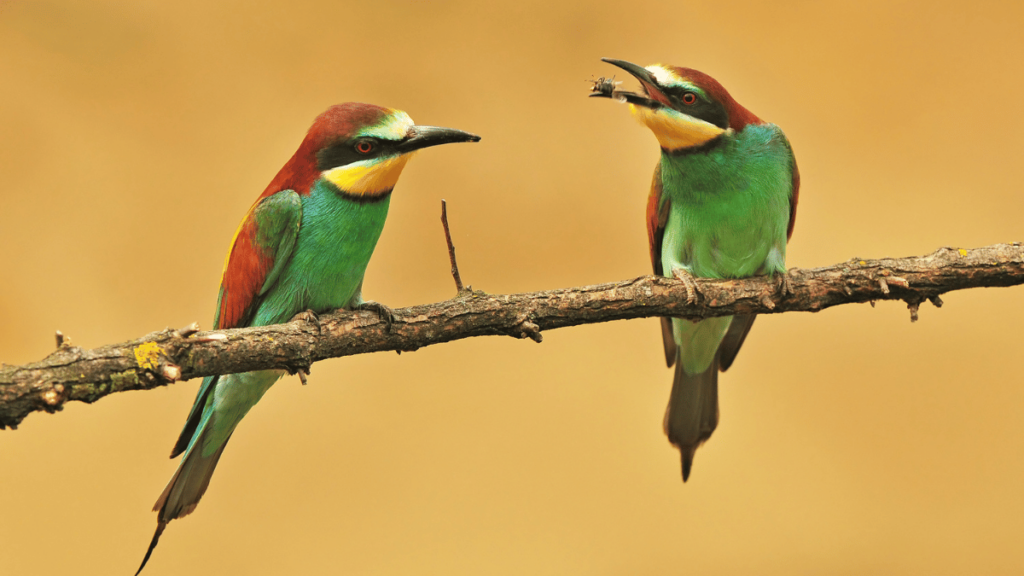 Bienenfresser Bienenfresser