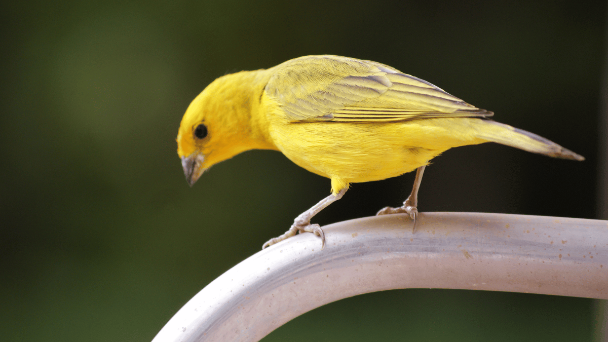 Kleine Vögel mit gelben Bauch