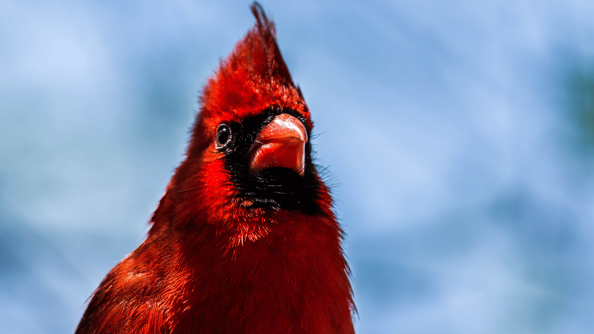 Vogel mit roter Brust