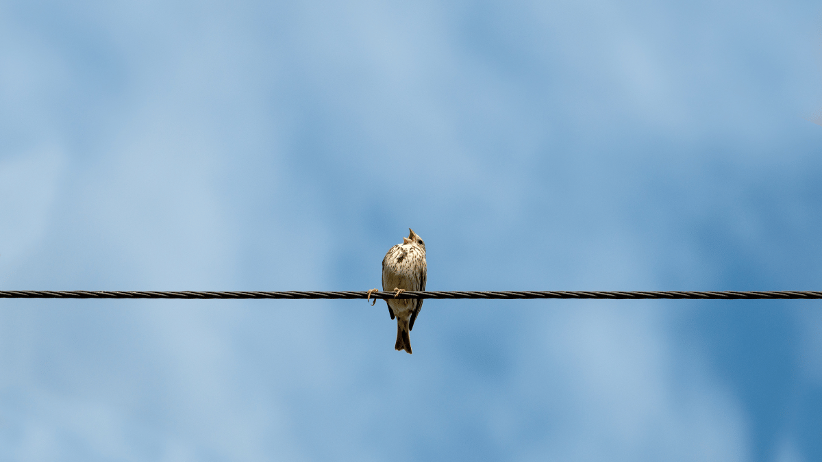 Warum bekommen Vögel keinen Stromschlag?