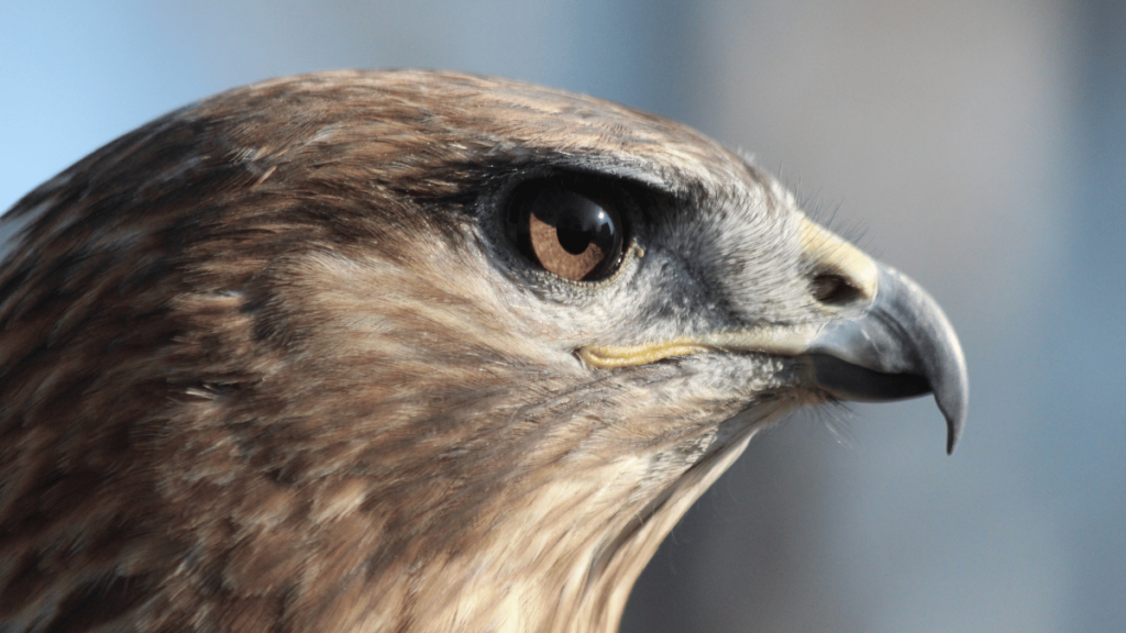 Mäusebussard