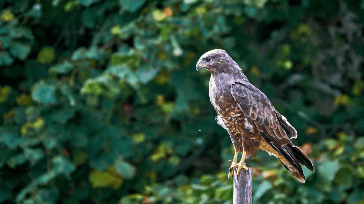 Mäusebussard