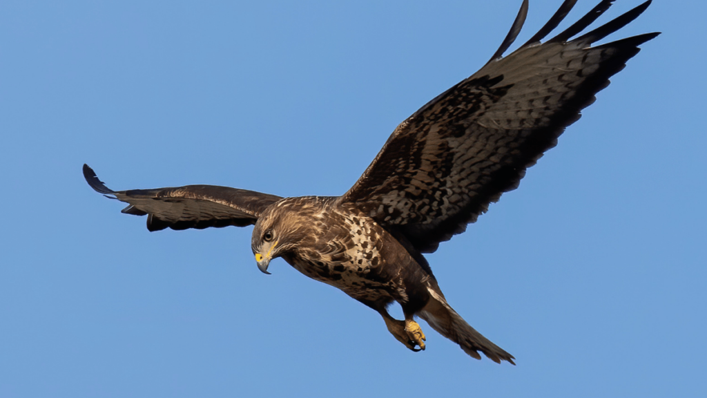 Mäusebussard