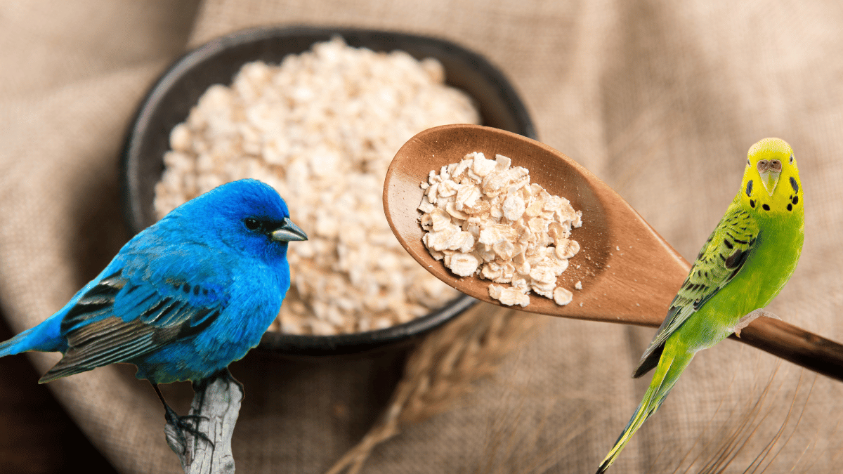 dürfen Vögel Haferflocken essen?