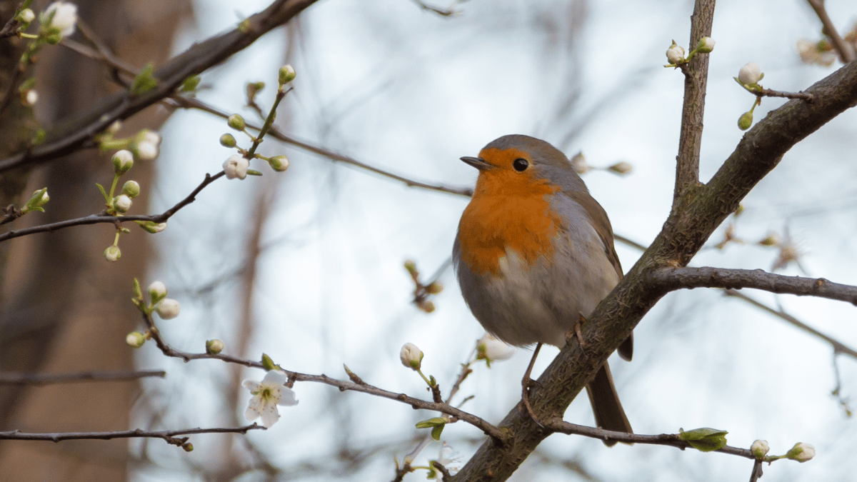 Wie alt werden Rotkehlchen?