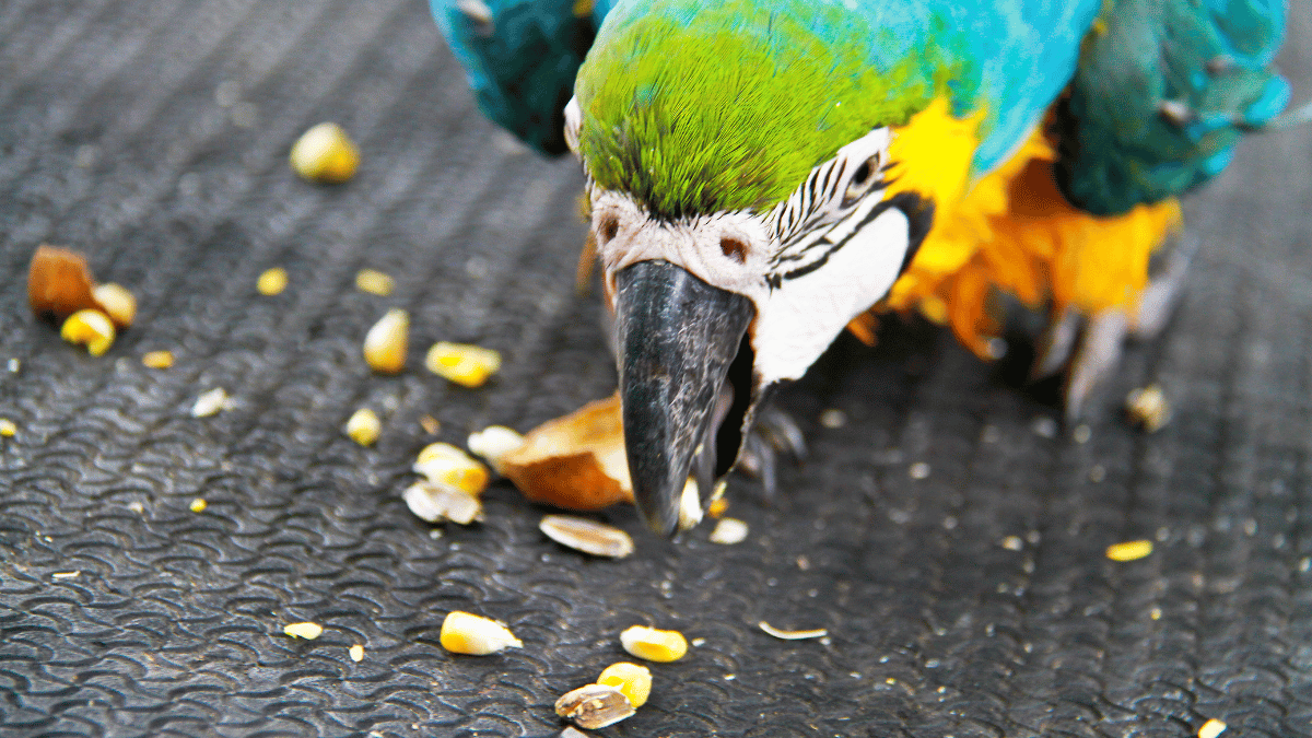 Vogelfutter selber machen ohen Fett