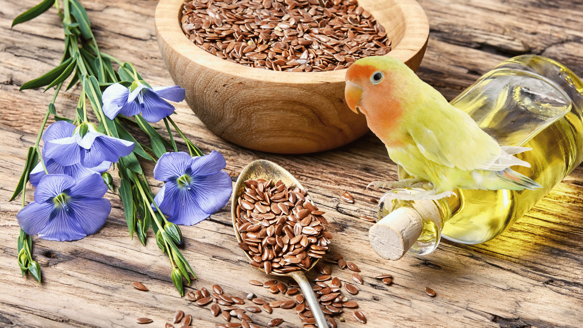 Dürfen Vögel Leinsamen essen?