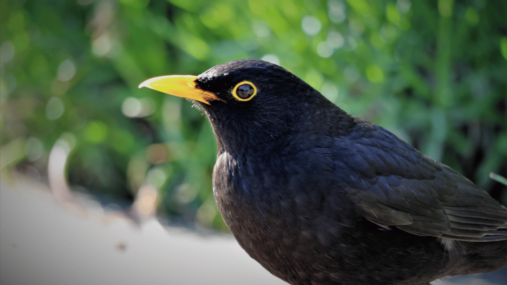 Amsel
