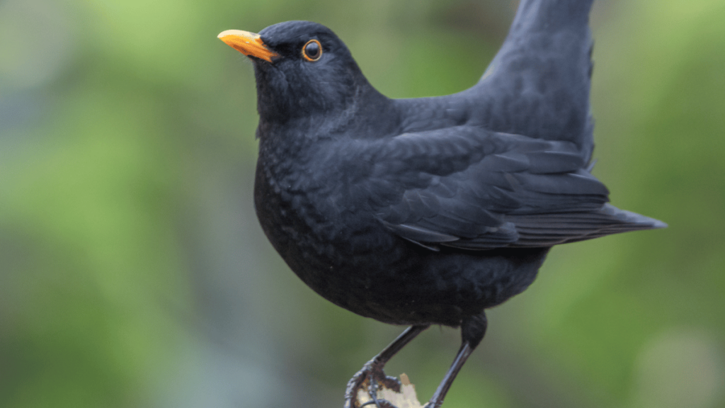 Amsel