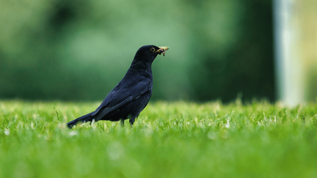 Amsel