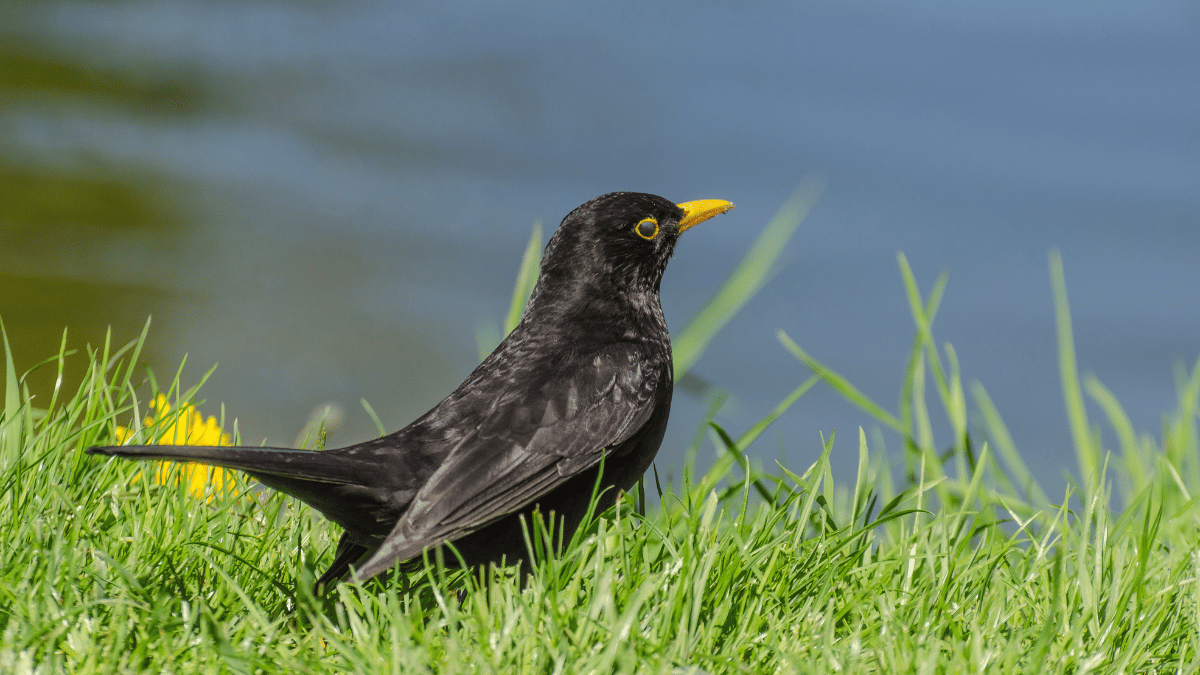 Amsel