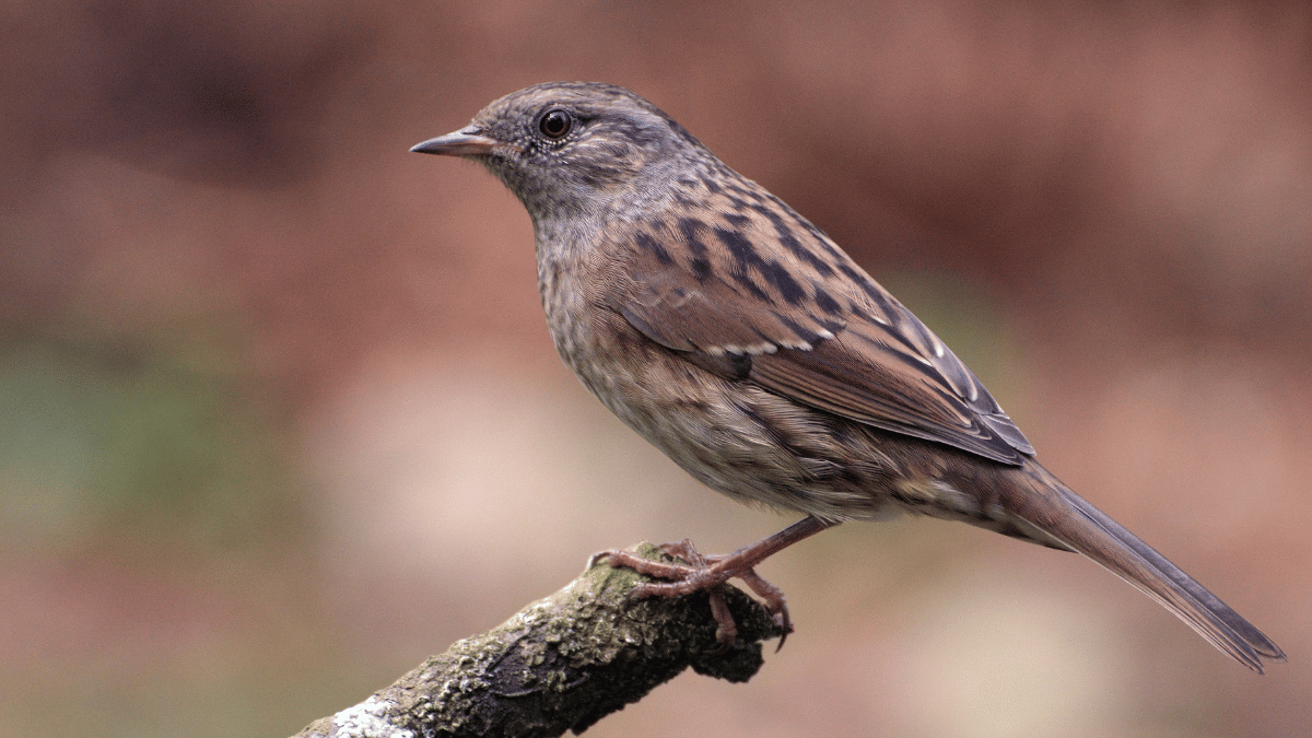 Grauschnäpper