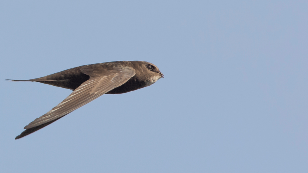 Der Mauersegler: Vogelportrait