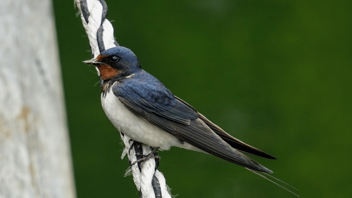 Die Schwalbe Der elegante Sommerbote mit den geschwungenen Flügeln