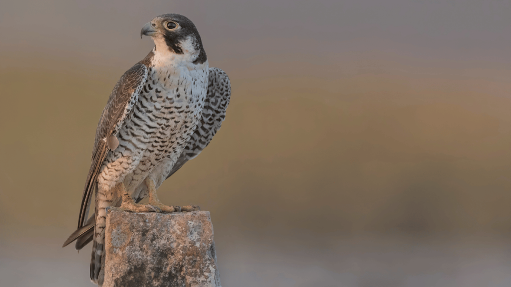 Wanderfalke