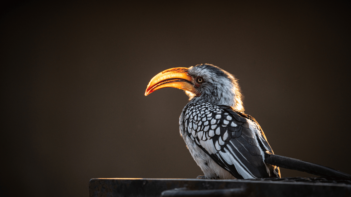 Was ist Zazu für ein Vogel?