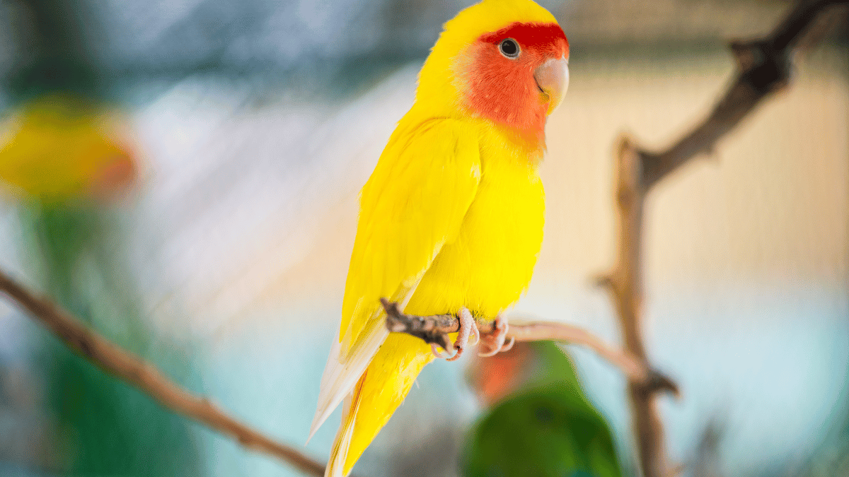 Welcher Vogel kann seinen eigenen Namen rufen?