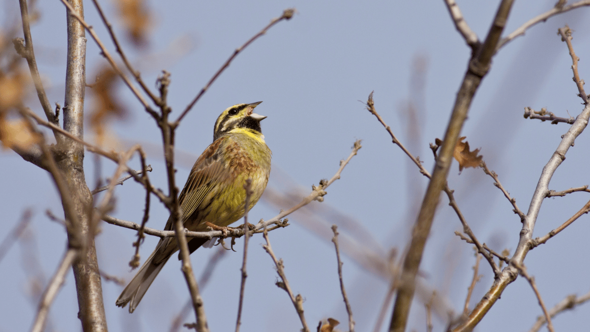 Welche Vögel fressen Zecken?