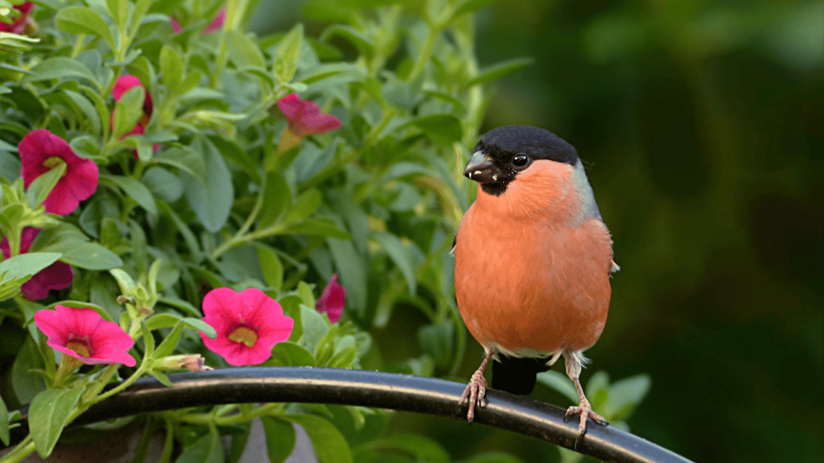 Welcher Vogel pfeift nur einen Ton?