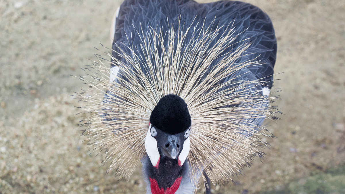 Was ist der größte Vogel der Welt?