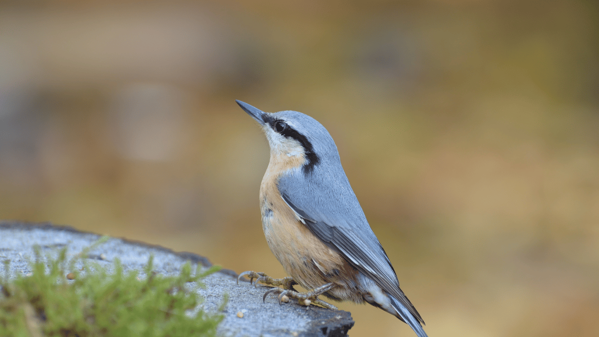 Welche Vögel fressen Mehlwürmer?