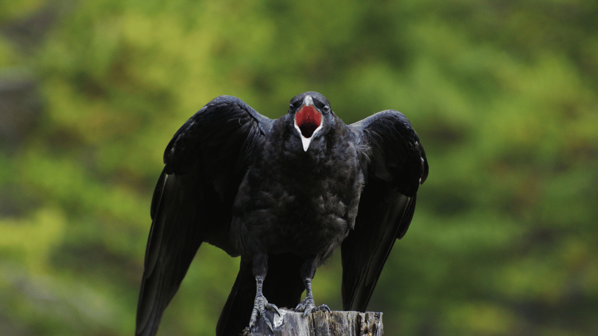 Welcher Vogel krächzt?