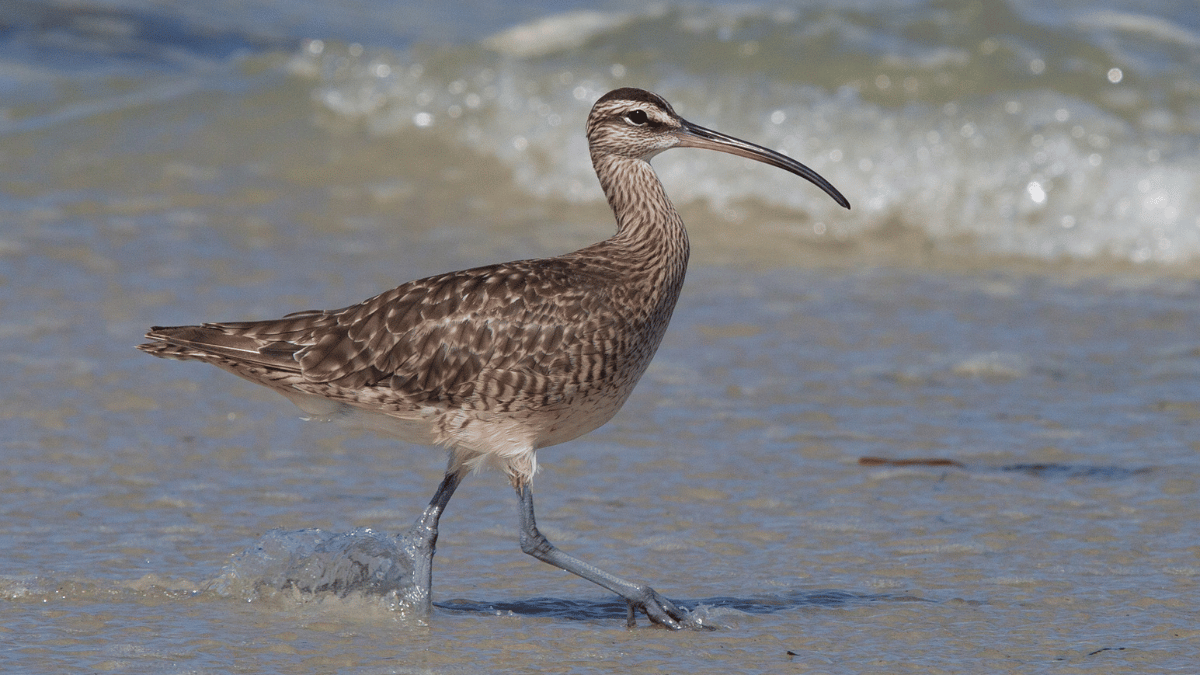 Brachvogel