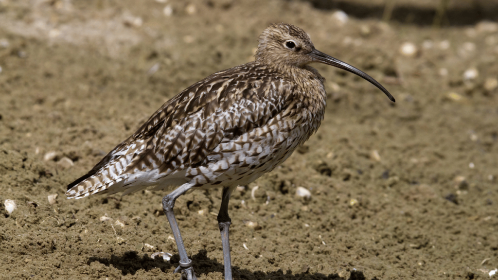 Brachvogel