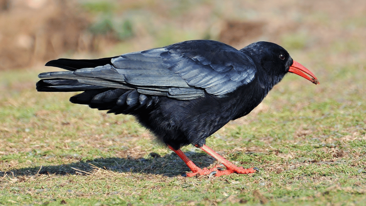 Alpenkrähe