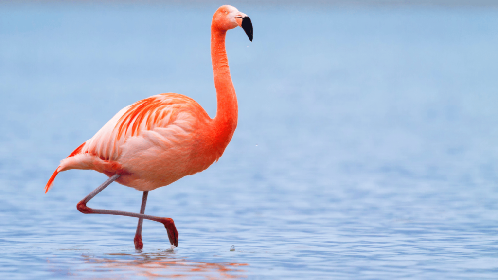 flamingo